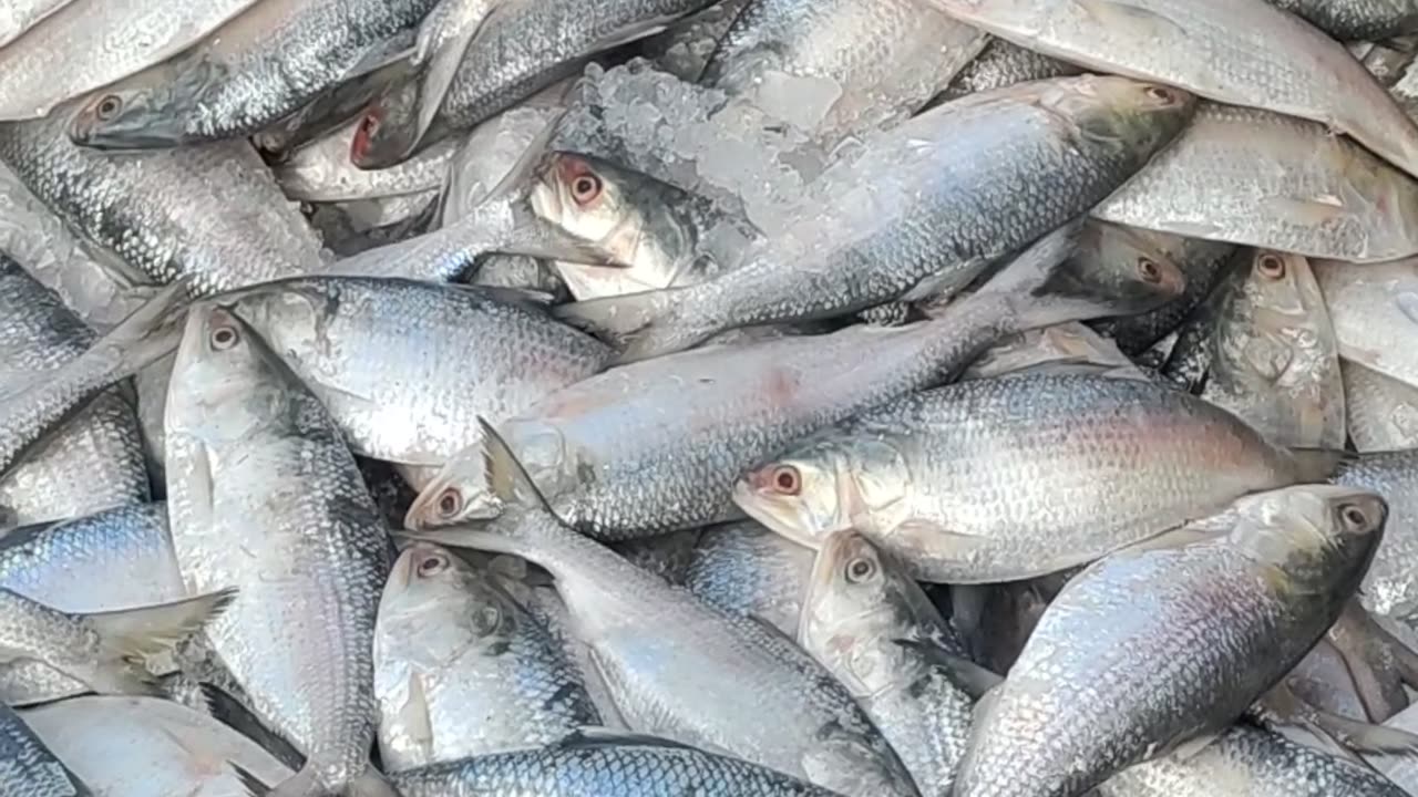 Tasty Hilsa Fish video In Fish Market Dhaka#shorts