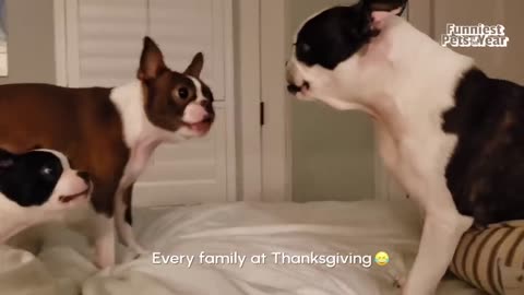 The FUNNIEST Pet Videos