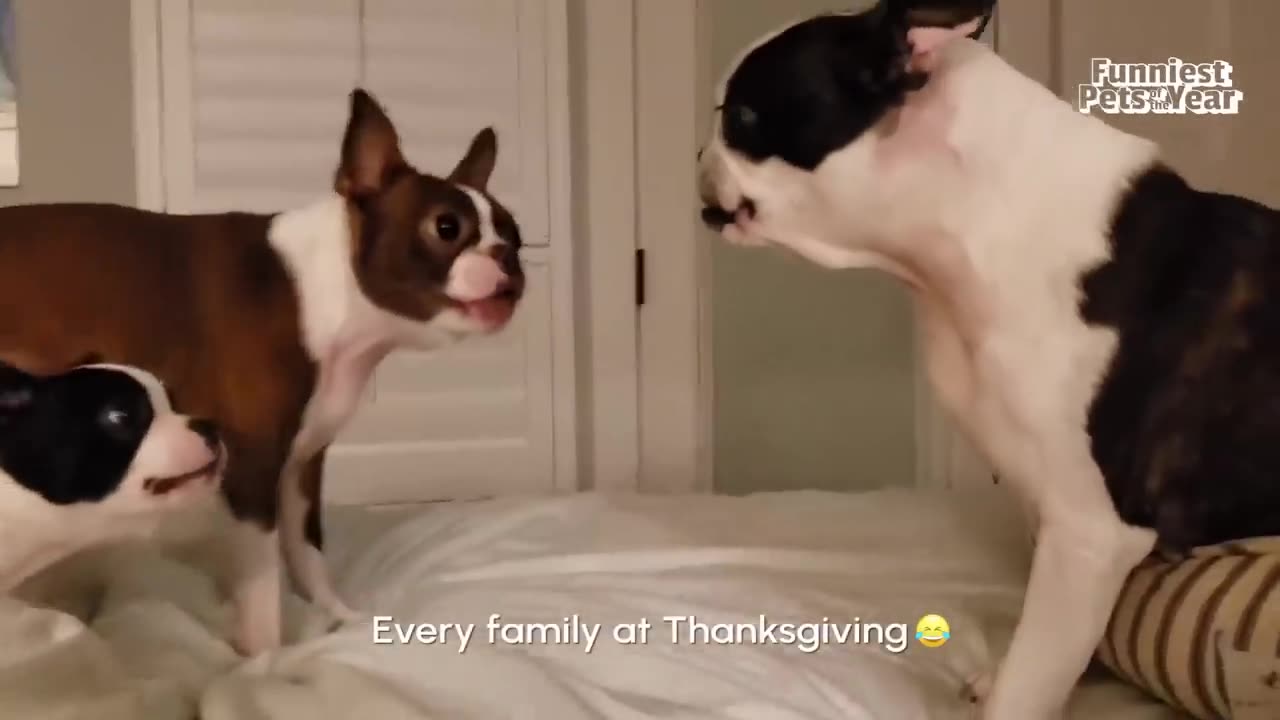 The FUNNIEST Pet Videos