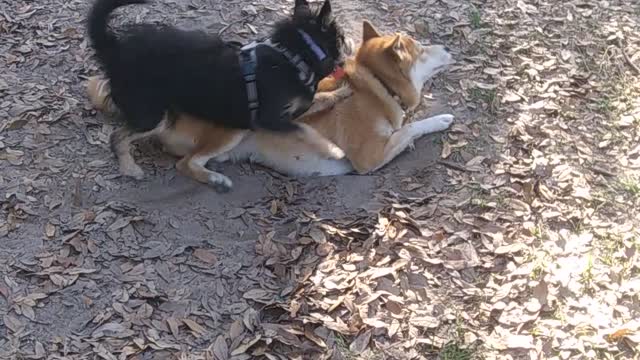 Jasper the shiba inu vs the schnauzwawa mickey