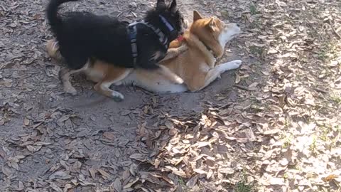 Jasper the shiba inu vs the schnauzwawa mickey