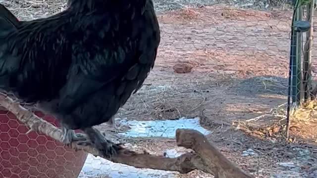 Learning to crow