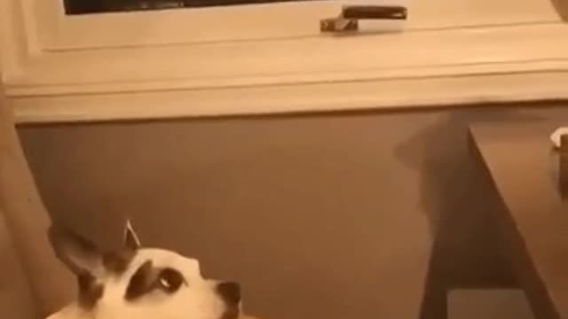Cat wakeup the dog