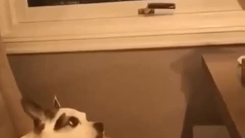 Cat wakeup the dog