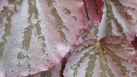 decorative begonia flowers for home walls