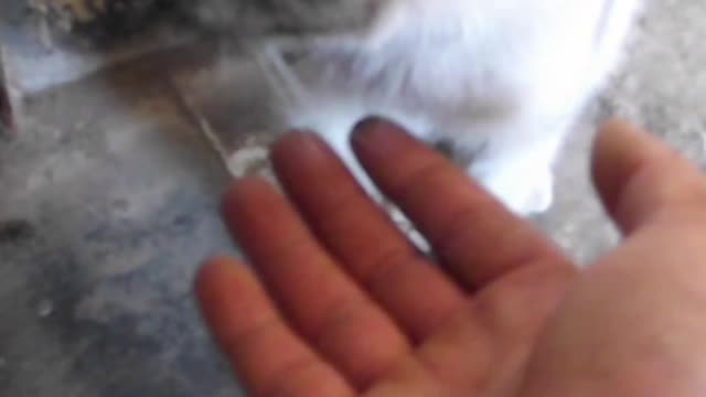Sad little cat surprises in front of the house