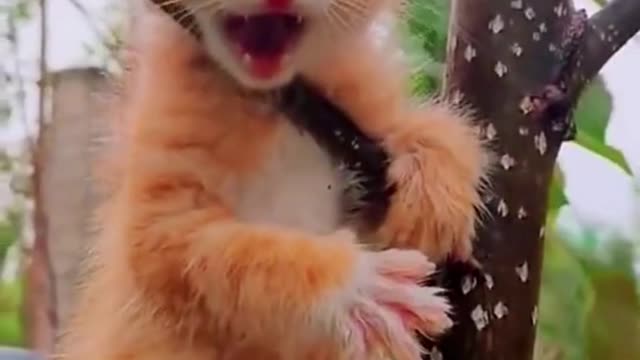 Baby Cats - Cute and Funny Cat Videos Compilation | Cute cats of the world