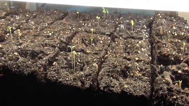 Soil Blocks are The Bomb
