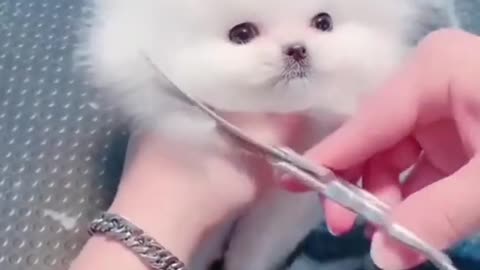 Cute Dog