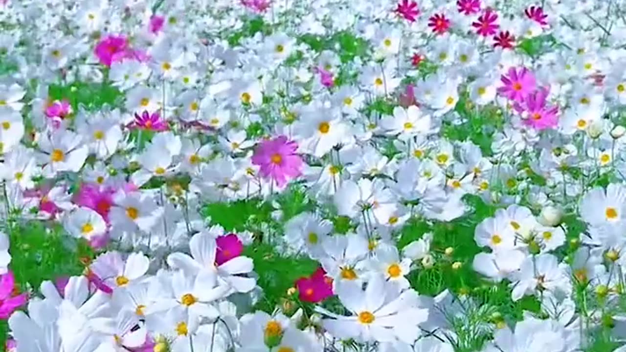 Flower video