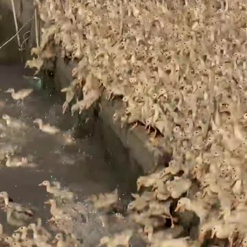 #Shorts | Vịt con tắm nước để lên tàu | Ducks | The Duck | Vietnamese Duck TV