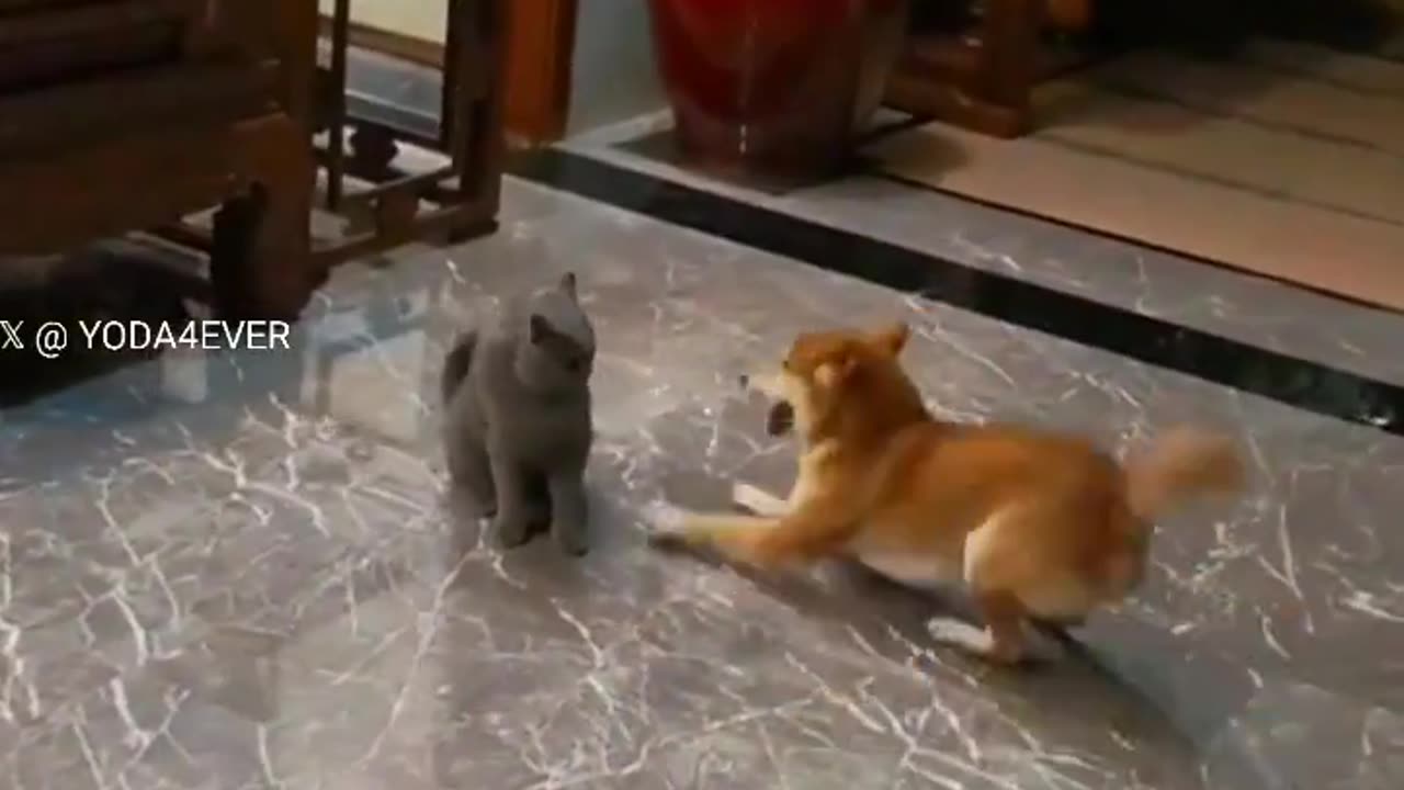 Best Funny Video: Dog and Cat Face Off in Hilarious Standoff! 🐶🐱