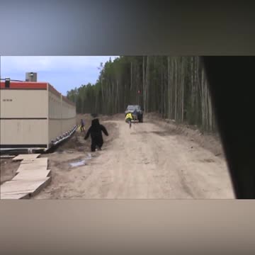 Guy In Bear Costume Scares Bejeezus Out Of Construction Worker