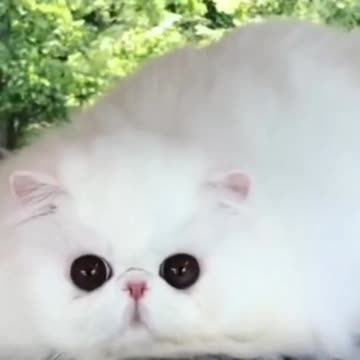beautiful cats. adorable cat,