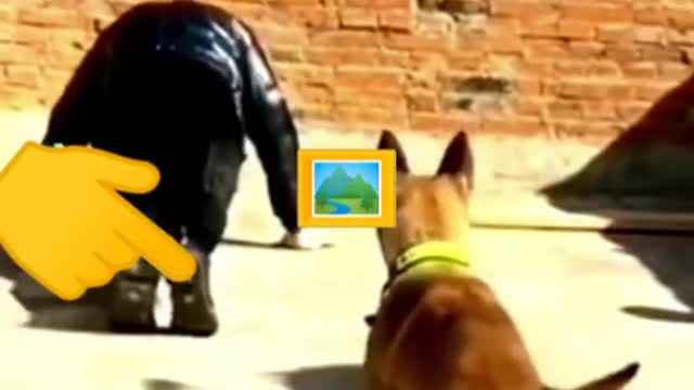 dog Islamic video