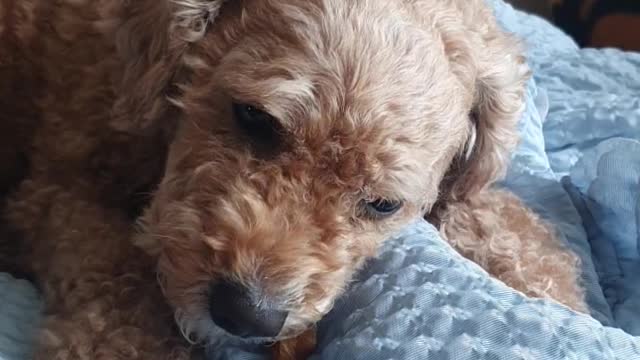 Cute puppy with a ribbon eats a snack.