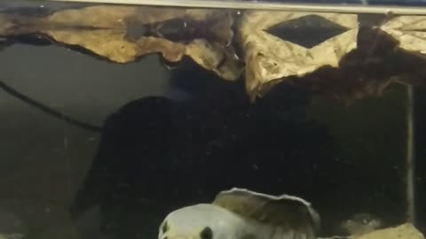 Fish Channa stewarti