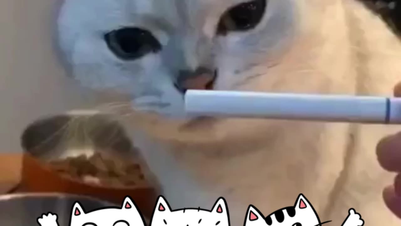 Cute cat smells a strange smell