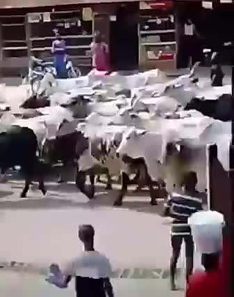 COW VERSE NIGERIAN WAR NOW