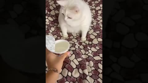 Funniest Cats And Dogs Videos Best Funny Animal Videos 2022