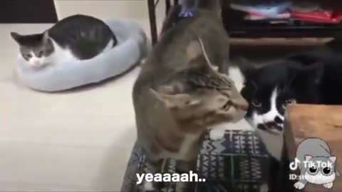 Watch these cats talking! So funny :)