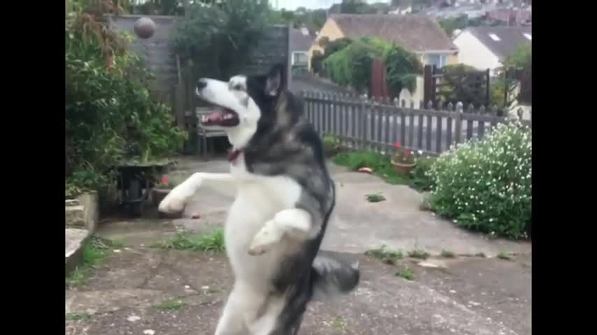 Personalities of a Cute Husky