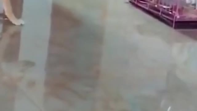 Perro tiene miedo por linda cachorra