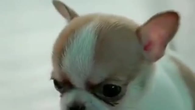 Adorable Tiny Chihuahua Baby