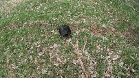 Grandson Meets his first Snapping turtle