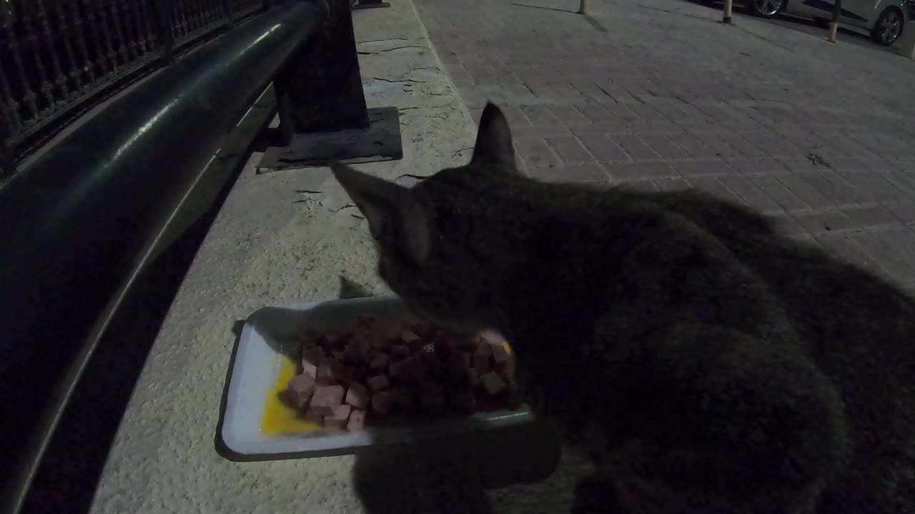 MICHAEL JACKSON - Homeless cat in Ras Al Khaimah, UAE #cat #cats #MichaelJackson #emirates #ae #UAE