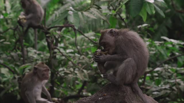 Animals Monkey Peeling a Fruit