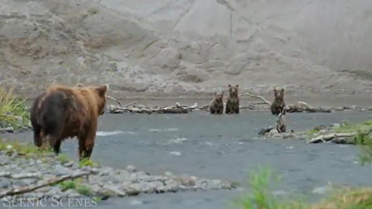 Joyful Jamboree: Baby Animals at Play