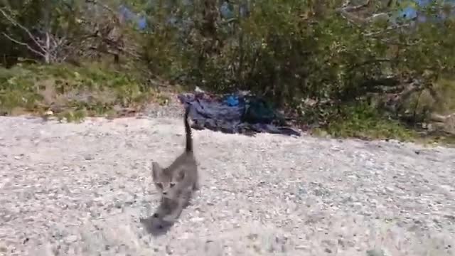 Gracie the Kitten Enjoying Day on the Beach