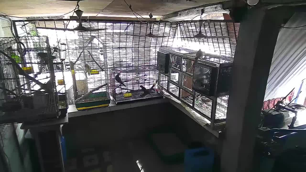 Smart Indian Ringneck Knows How To Open His Cage and Escape