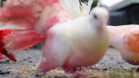 Unique Colorful Pigeons Walking Outdoors