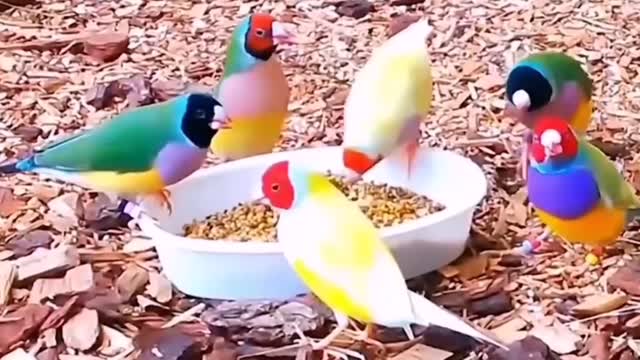 Gouldian Finches 🤗💖🐦