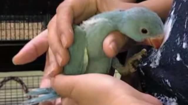 Cute parrots from baby to adults