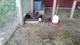 Teenagers...about 6 weeks old