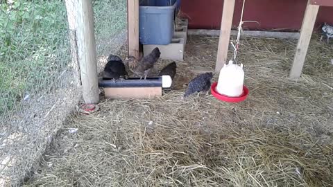 Teenagers...about 6 weeks old