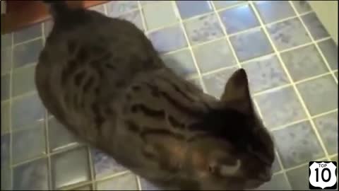 Tricked cat 2019