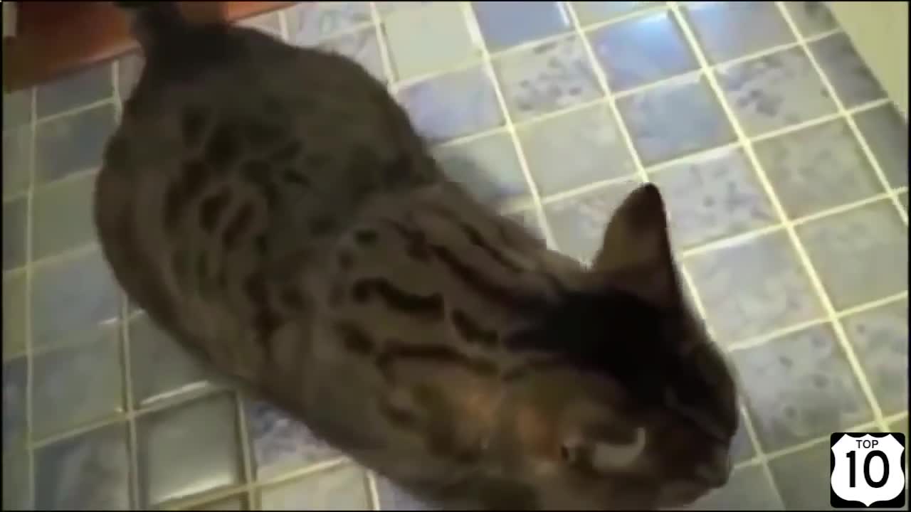 Tricked cat 2019