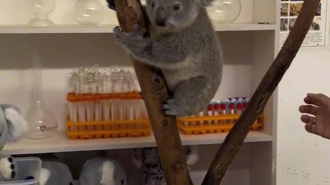 Best way to weigh a koala 😍😍😍😍