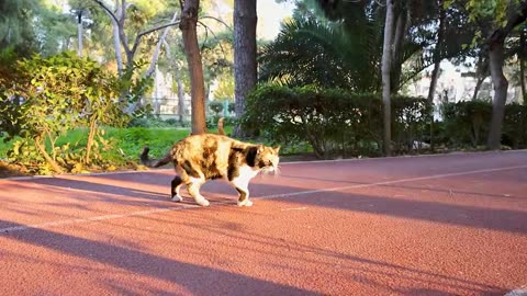 Cat Life