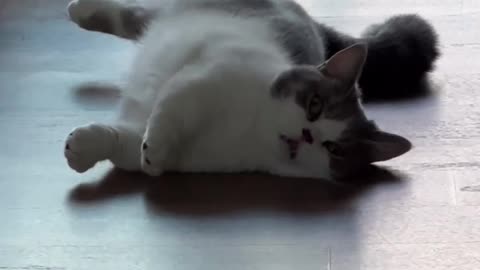 Lazy cat, Cat lover ..