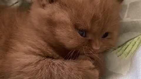 Cute kitten