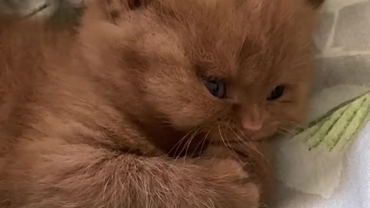 Cute kitten
