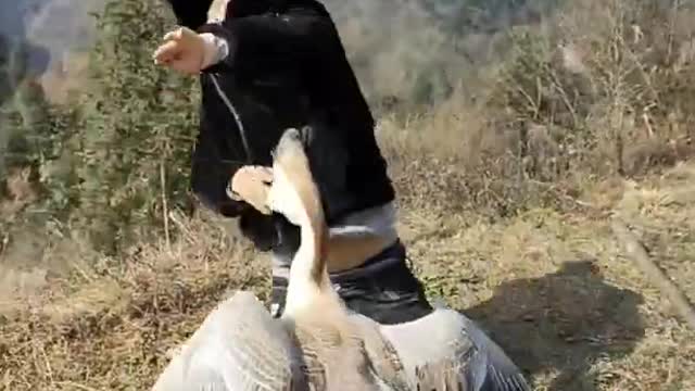 A collection of funny animals with all kinds of animals