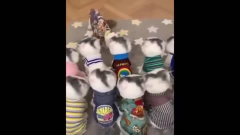 Cat Funny Videos 2 Hour Compilation Of Fun Cat Videos That Will Make You Laugh And Find Peace