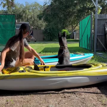 When Your Dreams Are Passing By…. Chase Them! #dog #belgianmalinois #dogsrule