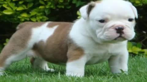 10 cute little puppies that you will love and want to have at home